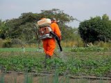 Contamination des légumes à Kinshasa : mise en garde d'un scientifique contre les dangers pour la santé