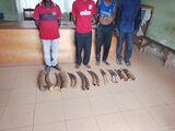 Quatre trafiquants arrêtés avec 14 défenses d'éléphants à Makokou