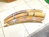 Des trafiquants de faune interpellés à Lambaréné avec six pointes d'ivoire et une queue d'éléphant